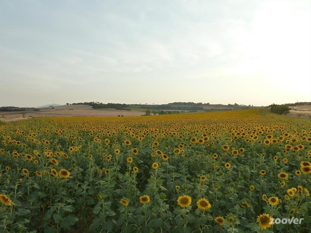 Hotel Agriturismo Il Canto Della Gallina Villastrada  Exteriér fotografie